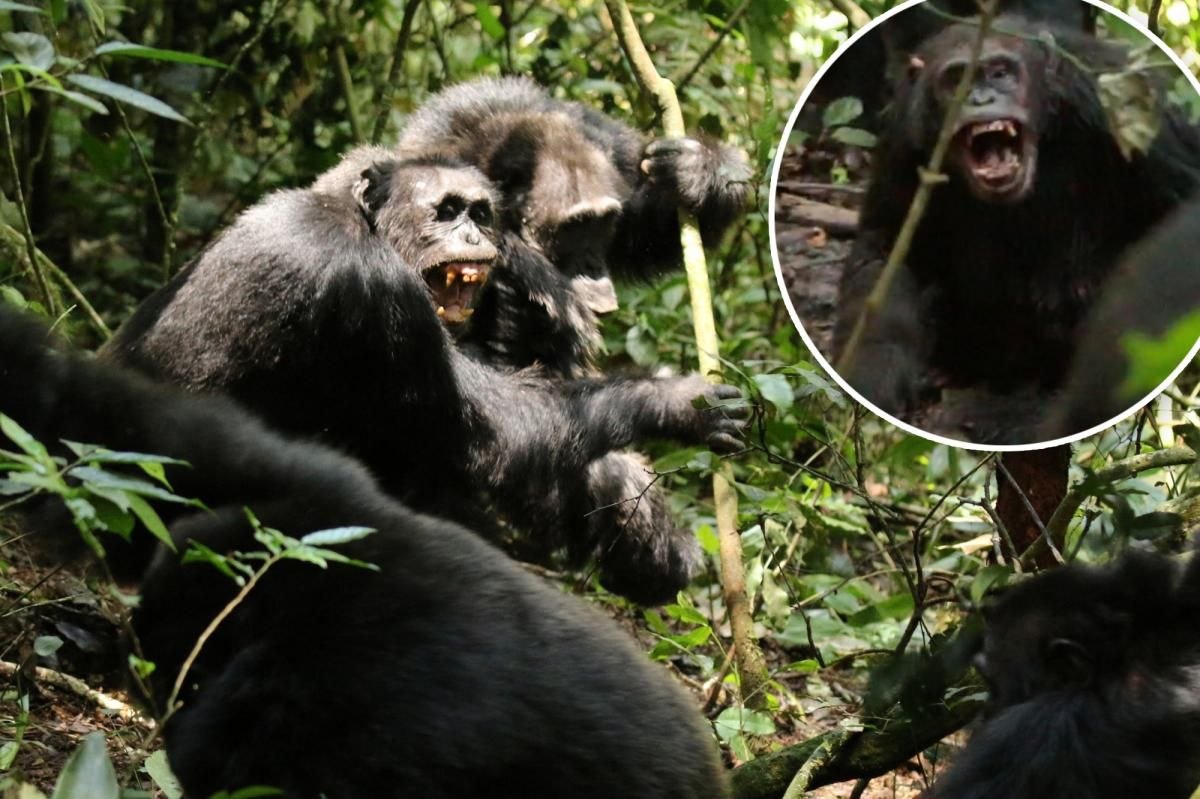 "Civil War" in the Wild: Researchers Detail Brutal Split in World’s Largest Chimpanzee Community